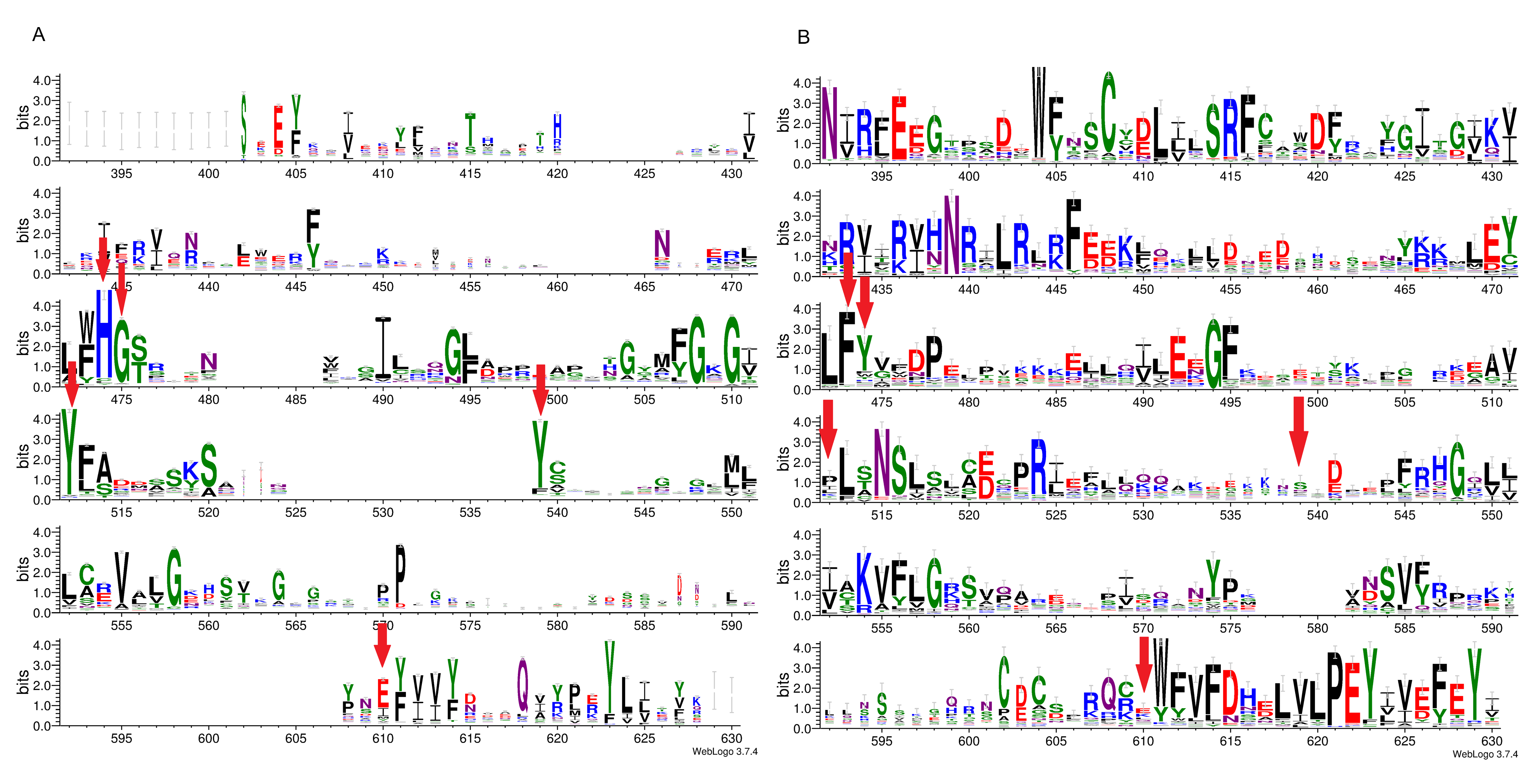 A novel predicted ADP-ribosyltransferase-like family conserved in ...
