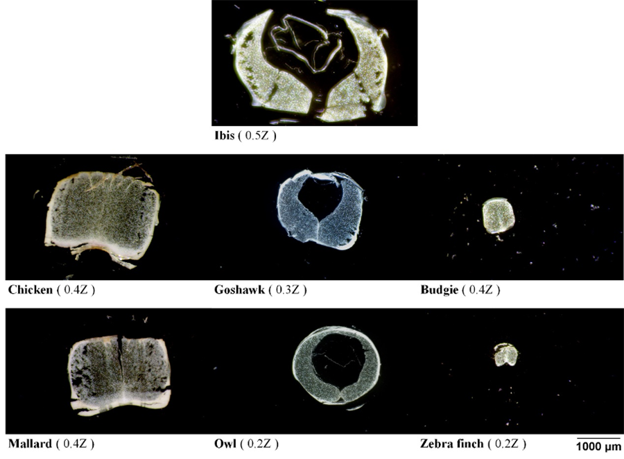 Analysis and comparison of protein secondary structures in the rachis