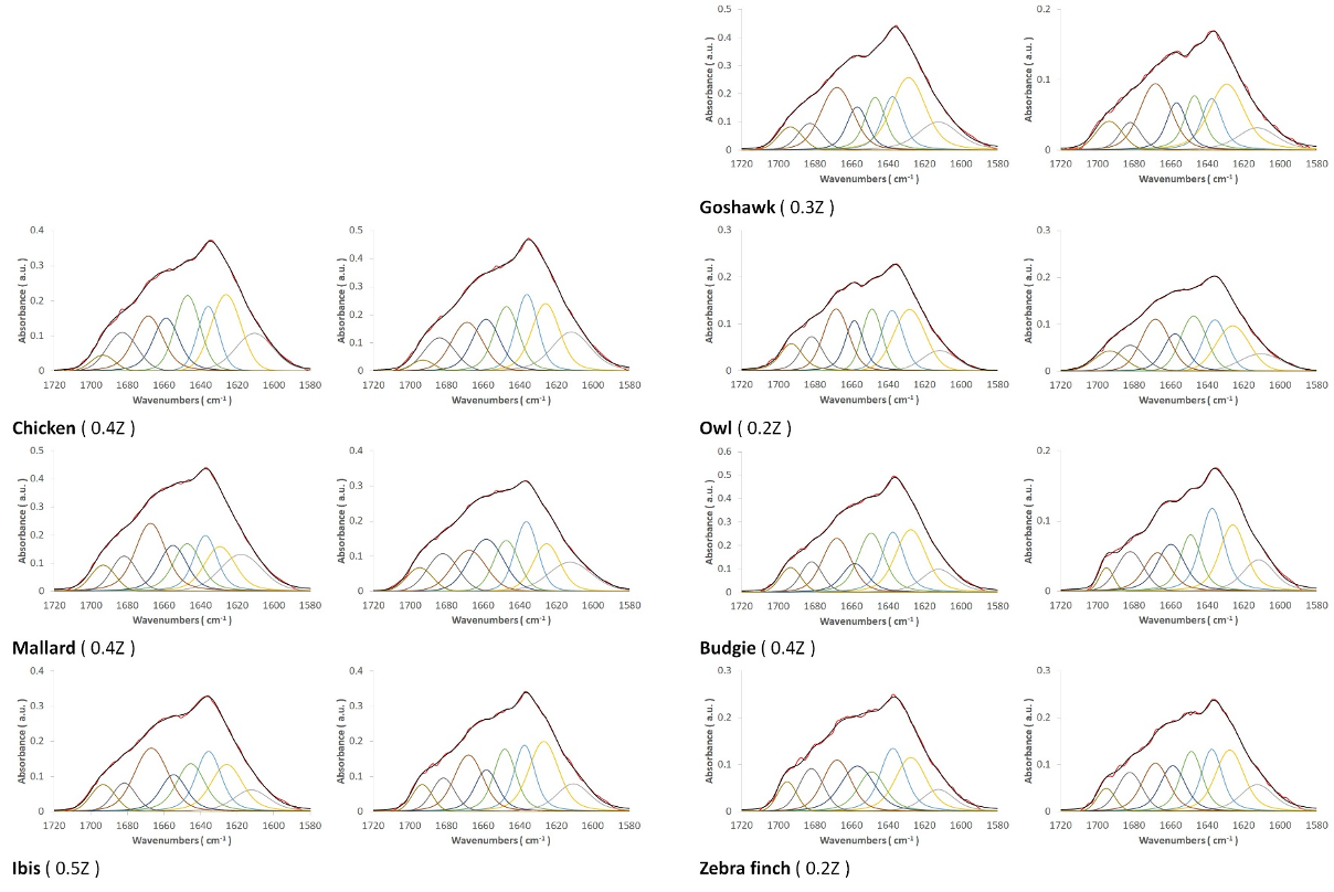 Analysis and comparison of protein secondary structures in the rachis