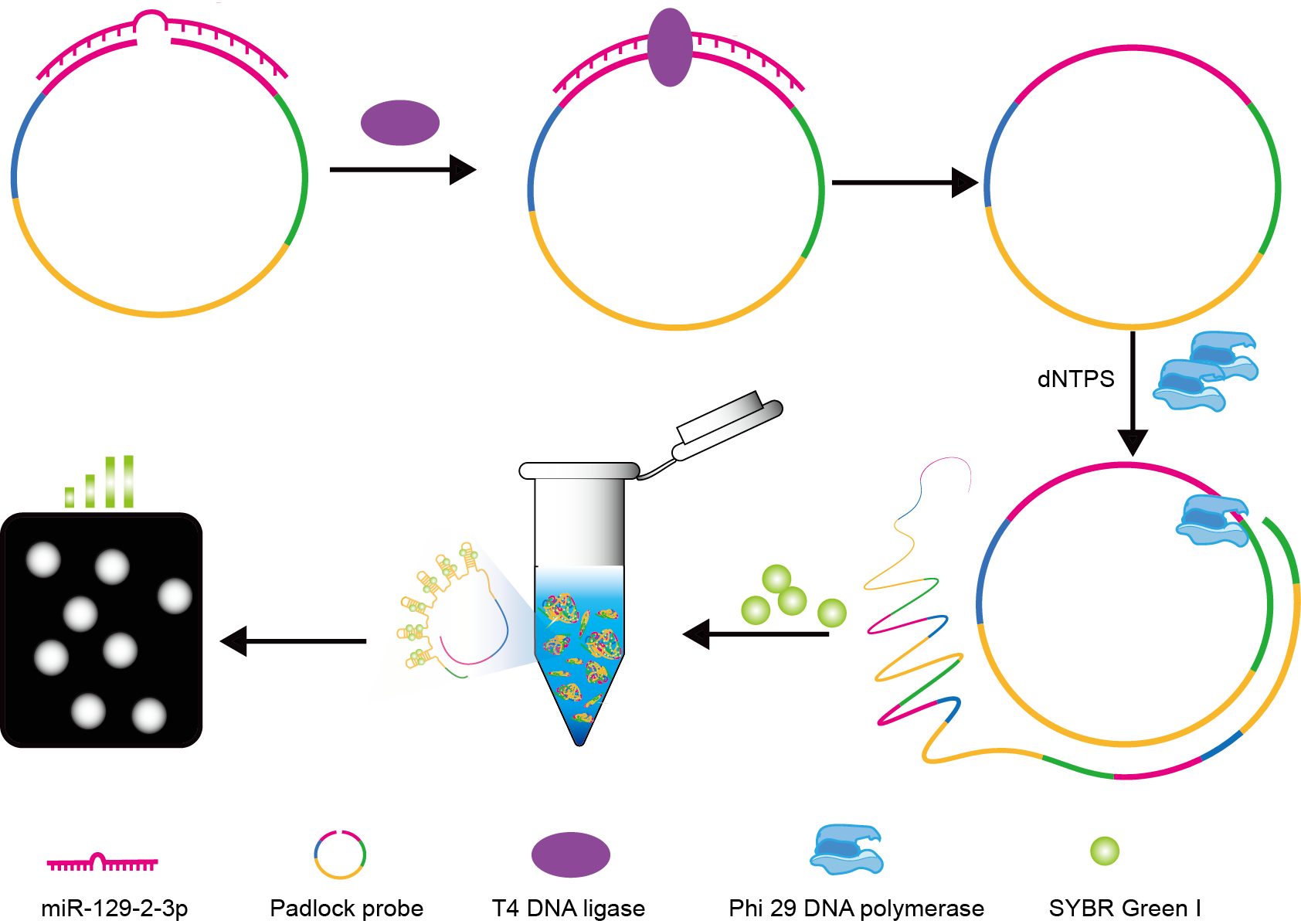 Rolling circle amplification (RCA) based biosensor system for the fluorescent detection of miR