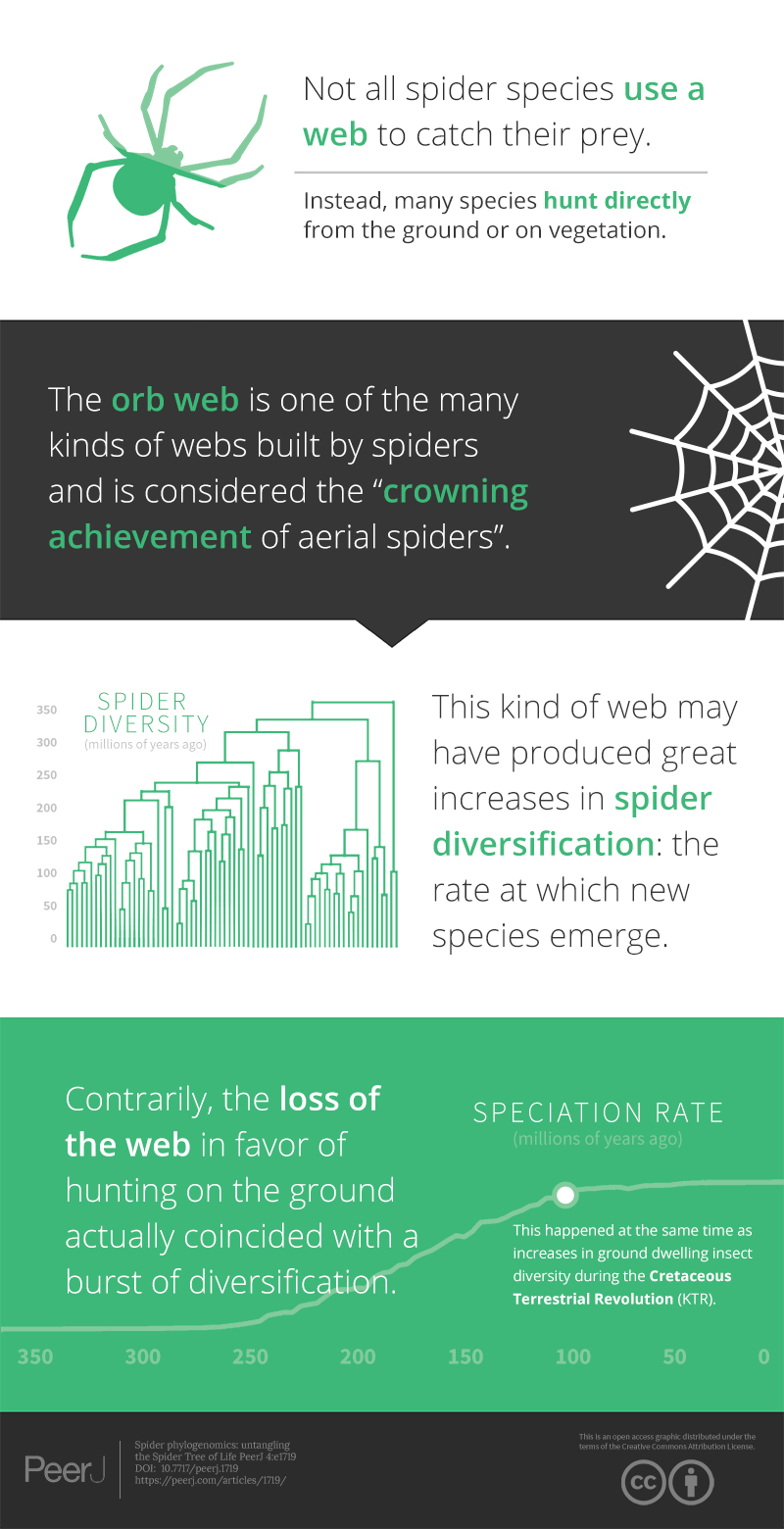 New study reveals that tree species diversity increases spider