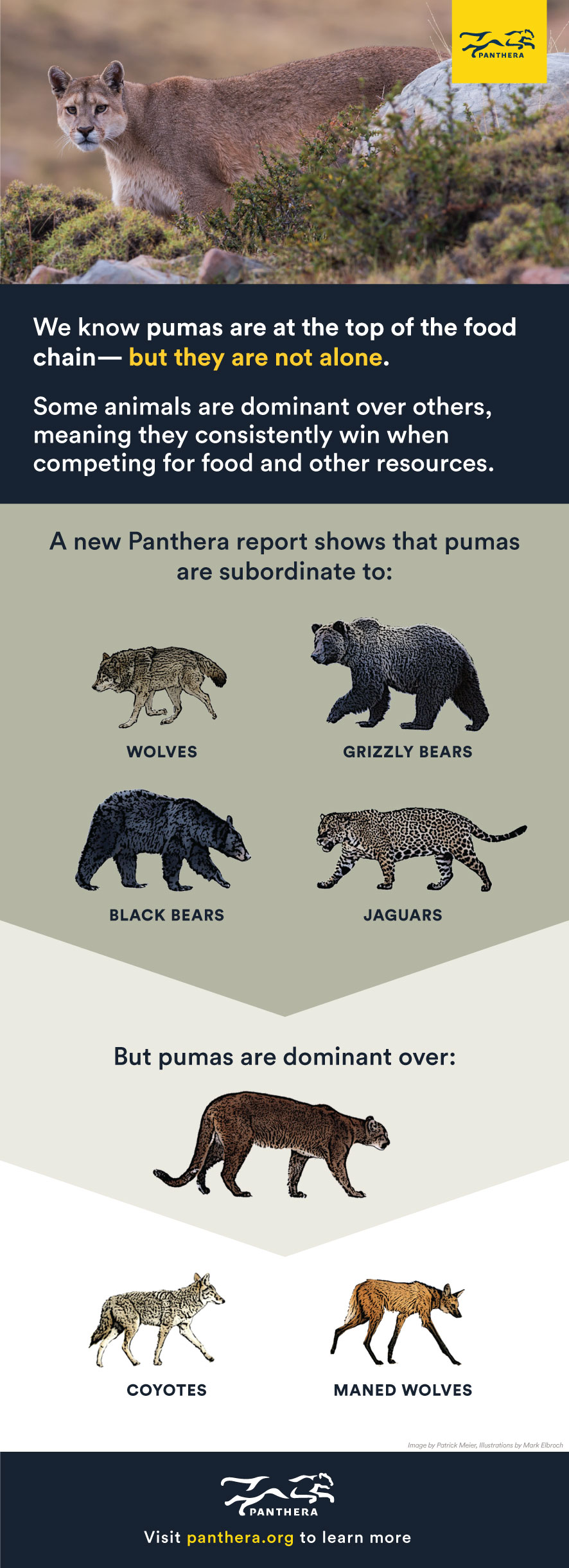 pumas carnivores, and does it [PeerJ]