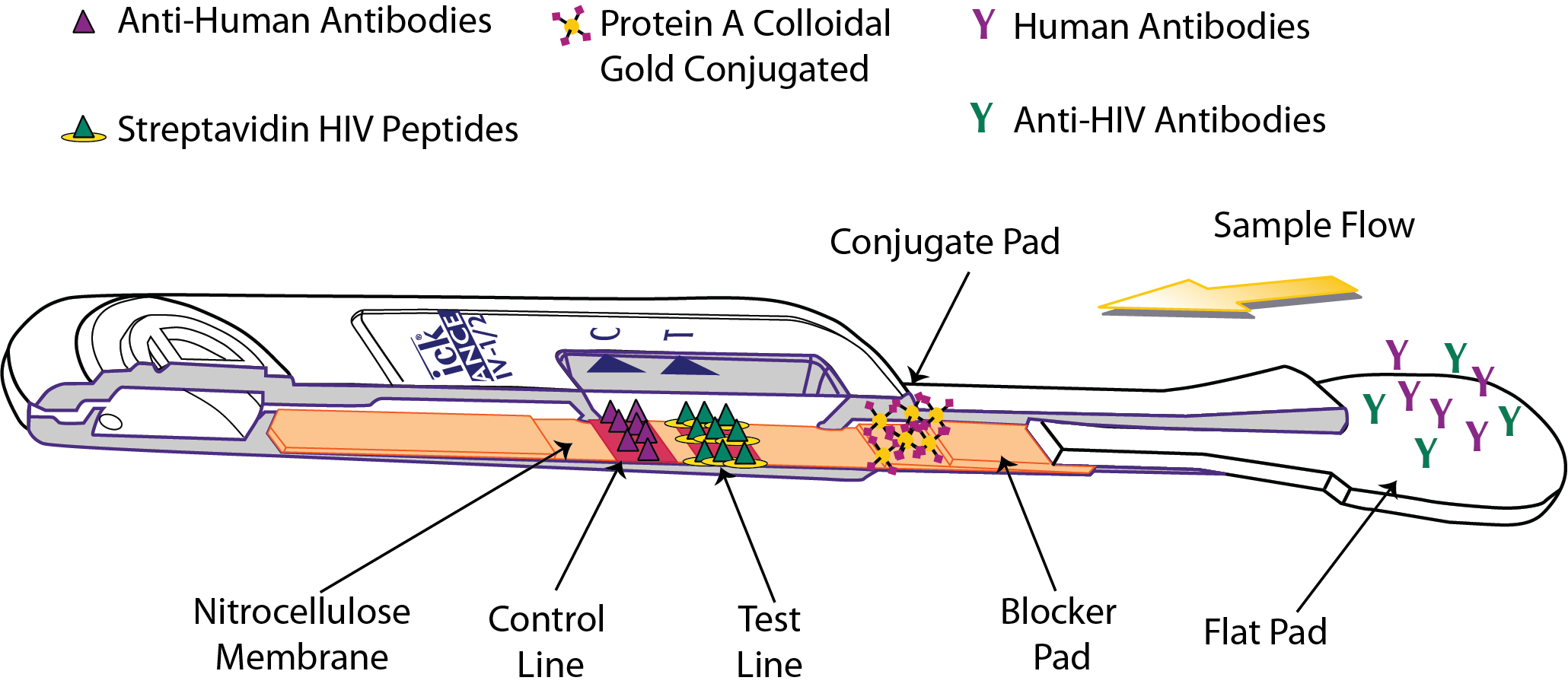 Human antiHIV IgM detection by the OraQuick ADVANCE® Rapid HIV 1/2
