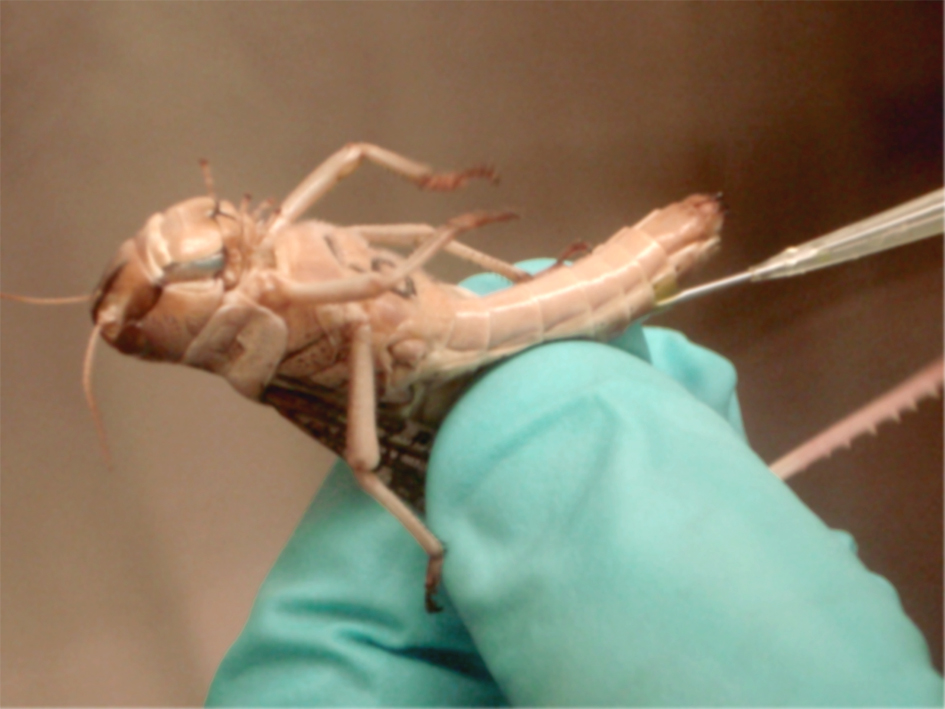 Susceptibility to experimental infection of the invertebrate locusts