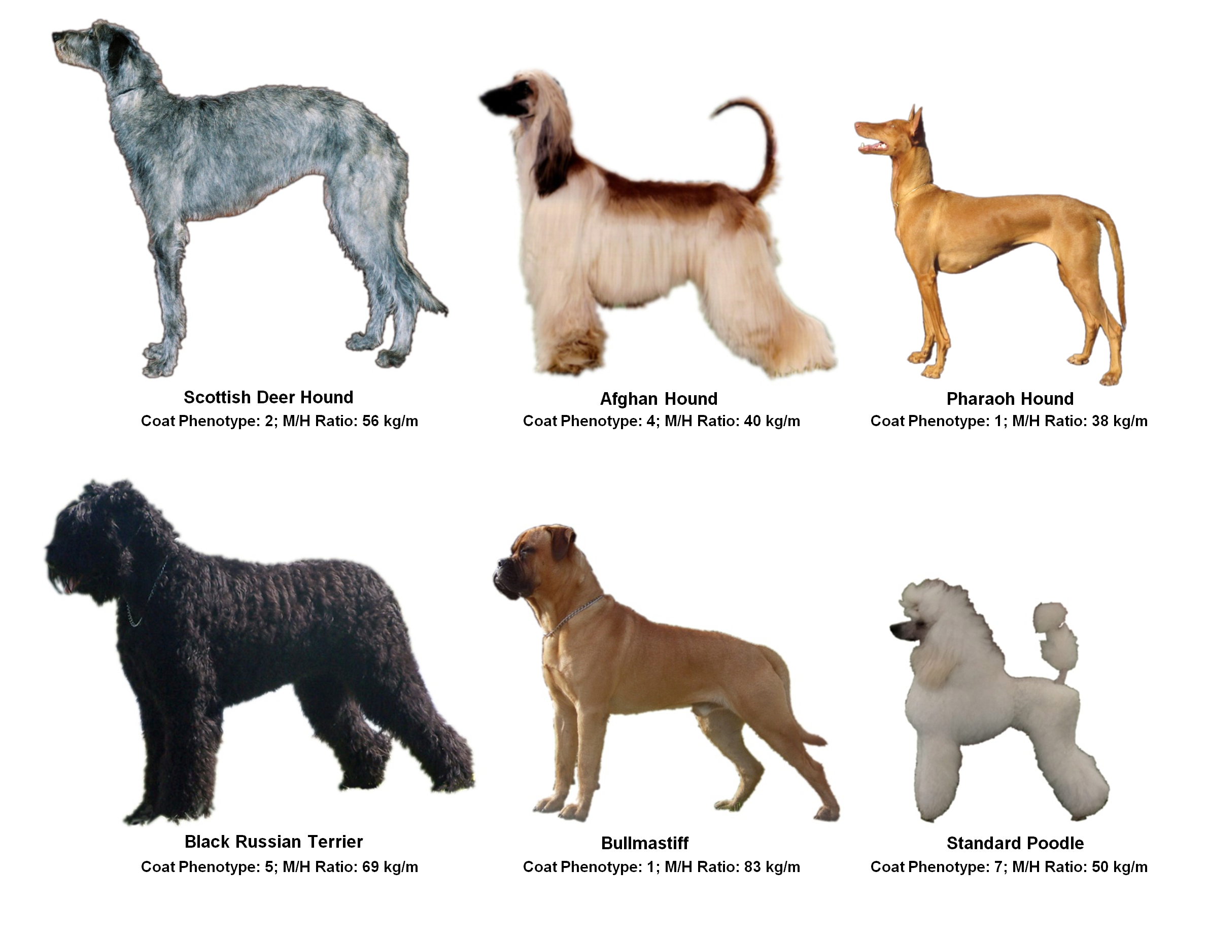 The association between coat phenotype and morphology conducive to high